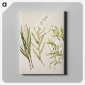 1-44_Native-Flowering-Plants-of-New-Zealand_canvas