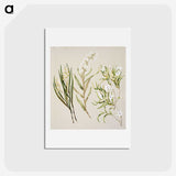 1-44_Native-Flowering-Plants-of-New-Zealand_hagaki