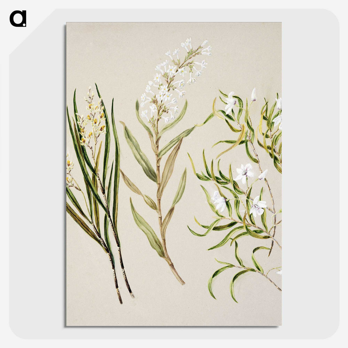 1-44_Native-Flowering-Plants-of-New-Zealand_picture-crop