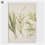 1-44_Native-Flowering-Plants-of-New-Zealand_picture-crop