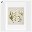 1-44_Native-Flowering-Plants-of-New-Zealand_picture