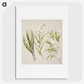 1-44_Native-Flowering-Plants-of-New-Zealand_picture
