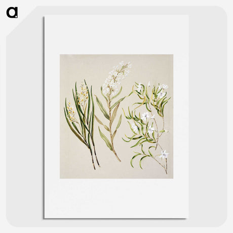 1-44_Native-Flowering-Plants-of-New-Zealand_picture