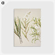1-44_Native-Flowering-Plants-of-New-Zealand_postcard