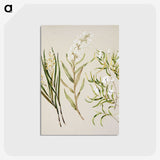 1-44_Native-Flowering-Plants-of-New-Zealand_postcard