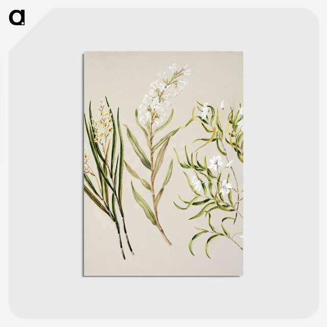 1-44_Native-Flowering-Plants-of-New-Zealand_postcard