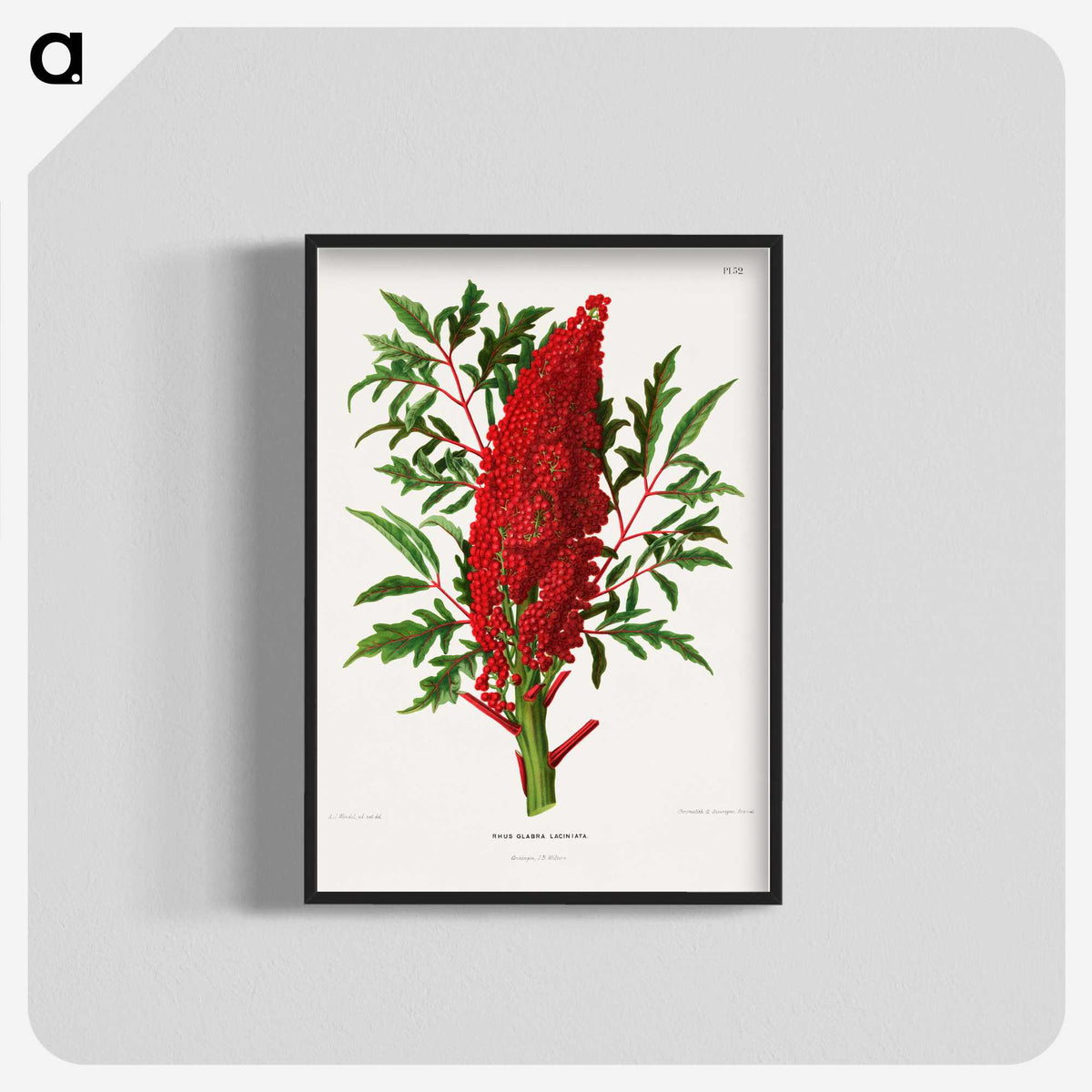 1-44_Nederlandsche-Flora-en-Pomona_blk-crop