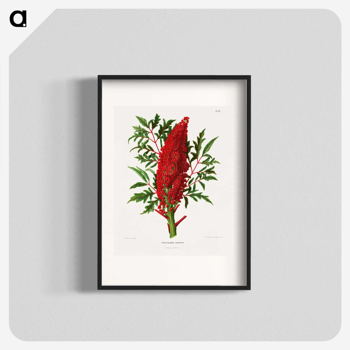 1-44_Nederlandsche-Flora-en-Pomona_blk