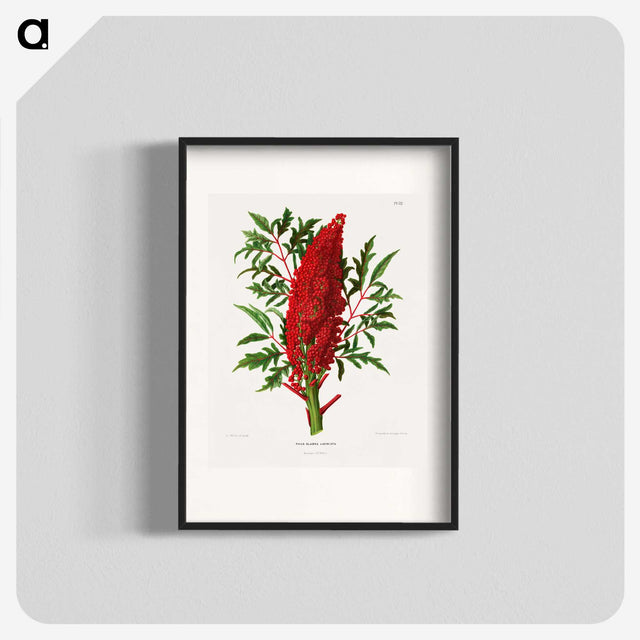 1-44_Nederlandsche-Flora-en-Pomona_blk