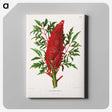 1-44_Nederlandsche-Flora-en-Pomona_canvas