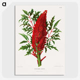 1-44_Nederlandsche-Flora-en-Pomona_picture-crop