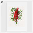 1-44_Nederlandsche-Flora-en-Pomona_picture