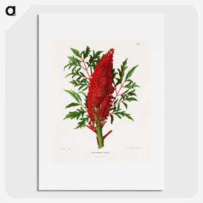 1-44_Nederlandsche-Flora-en-Pomona_picture