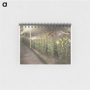 アートメモ帳-Chrysanthemum - 小川 一正 Memo.