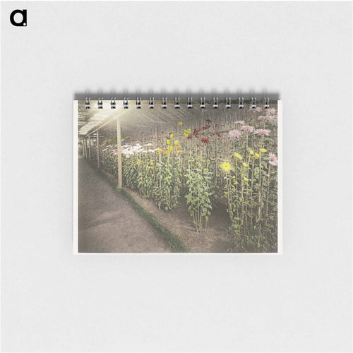 Chrysanthemum - Kazumasa Ogawa Memo.