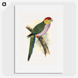 1-44_Parrots-in-Captivity_picture