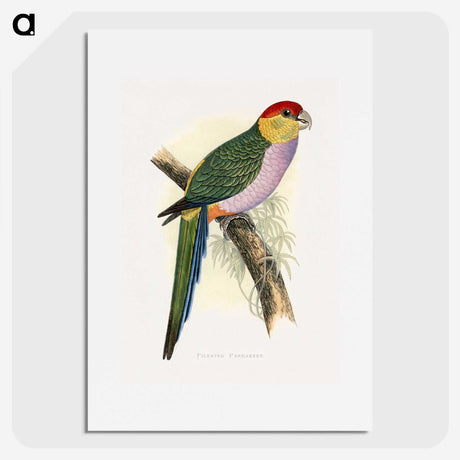 1-44_Parrots-in-Captivity_picture
