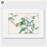 アートポスター-Brown-eared Bulbul and Rosa Rugosa
 - 鳥類図鑑 Poster.