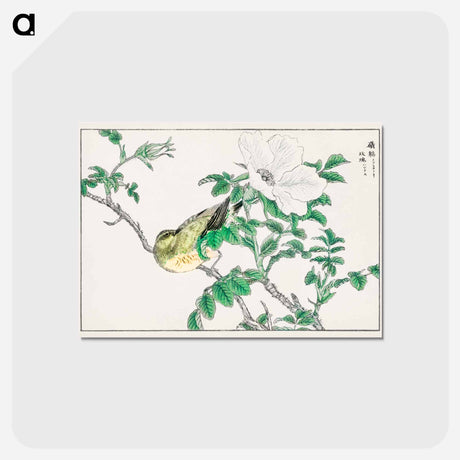 アートポストカード-Brown-eared Bulbul and Rosa Rugosa
 - 鳥類図鑑 Postcard.