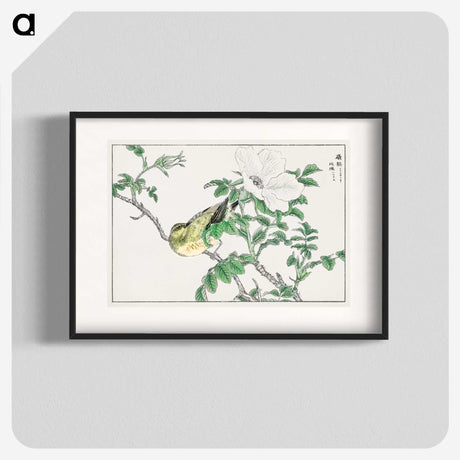1-44_Pictorial-Monograph-of-Birds_blk
