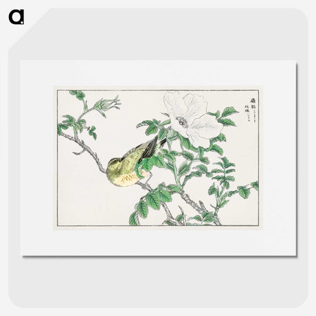 1-44_Pictorial-Monograph-of-Birds_picture