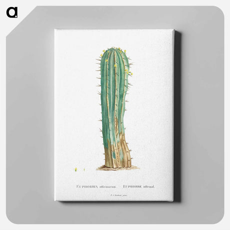 アートパネル-Euphorbia Officinarum - ピエール ジョゼフ ルドゥーテ Canvas.