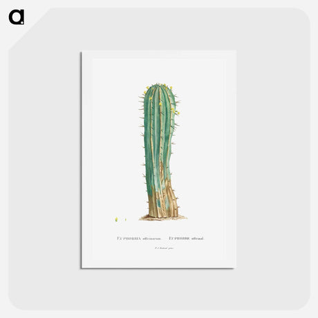 アートポストカード-Euphorbia Officinarum - ピエール ジョゼフ ルドゥーテ Postcard.