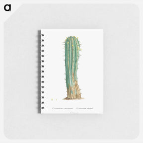 アートメモ帳-Euphorbia Officinarum - ピエール ジョゼフ ルドゥーテ Memo.