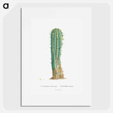 Euphorbia Officinarum - Pierre Joseph Redouté Poster.