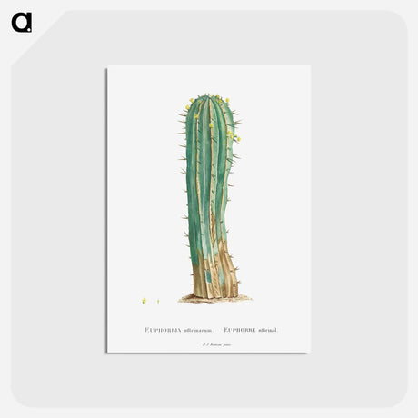 アートポストカード-Euphorbia Officinarum - ピエール ジョゼフ ルドゥーテ Postcard.
