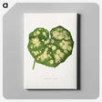 1-44_Plants-with-Colored-Foliage_canvas