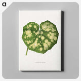 1-44_Plants-with-Colored-Foliage_canvas