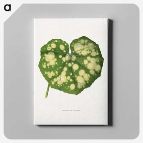 1-44_Plants-with-Colored-Foliage_canvas