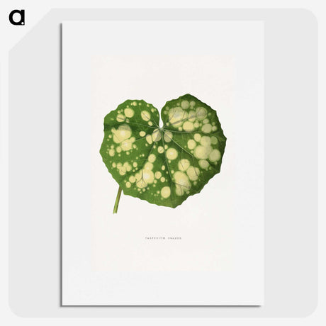 1-44_Plants-with-Colored-Foliage_picture