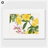 1-44_Seiyo-Soka-Zufu_picture