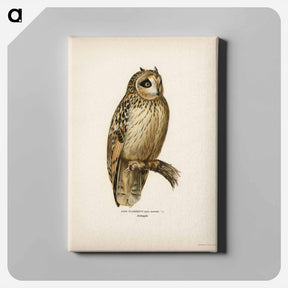 アートパネル-Short-eared Owl
 - スヴェンスカ フォグラル Canvas.