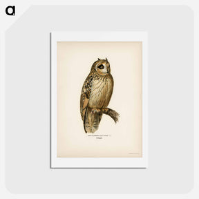アートポストカード-Short-eared Owl
 - スヴェンスカ フォグラル Postcard.