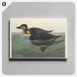 アートパネル-American Scoter Duck from Birds of America
 - アメリカの鳥たち Canvas.