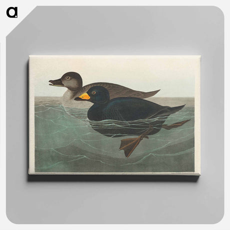 アートパネル-American Scoter Duck from Birds of America
 - アメリカの鳥たち Canvas.