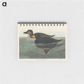 アートメモ帳-American Scoter Duck from Birds of America
 - アメリカの鳥たち Memo.
