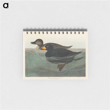 アートメモ帳-American Scoter Duck from Birds of America
 - アメリカの鳥たち Memo.