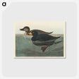 アートポストカード-American Scoter Duck from Birds of America
 - アメリカの鳥たち Postcard.