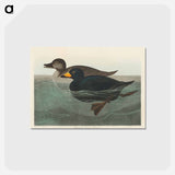 アートポストカード-American Scoter Duck from Birds of America
 - アメリカの鳥たち Postcard.