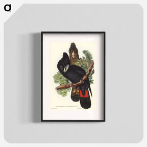 アートポスター-Great-billed Black Cockatoo
 - オーストラリアの鳥 Poster.