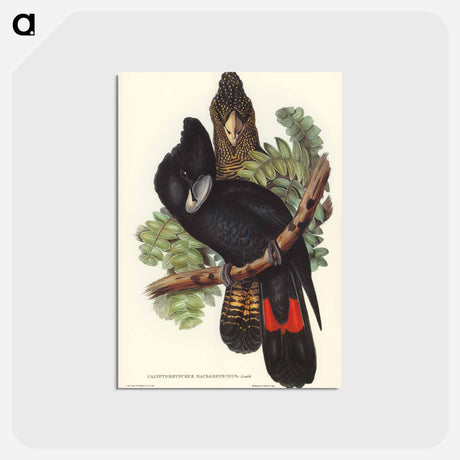 アートポストカード-Great-billed Black Cockatoo
 - オーストラリアの鳥 Postcard.