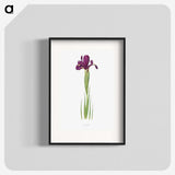 1-44_The-Genus-Iris_blk