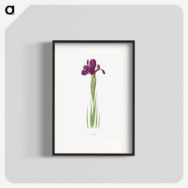 1-44_The-Genus-Iris_blk