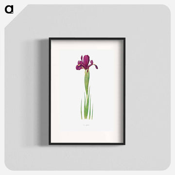 Iris Filifolia from The genus Iris
 - アヤメ属 Poster.