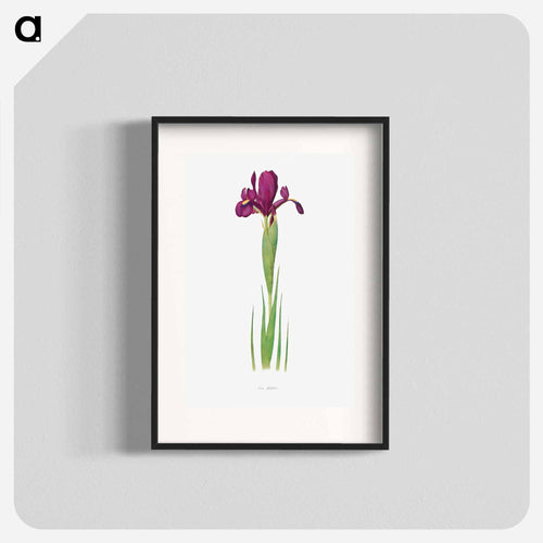 Iris Filifolia from The genus Iris
 - アヤメ属 Poster.