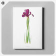 アートパネル-Iris Filifolia from The genus Iris
 - アヤメ属 Canvas.